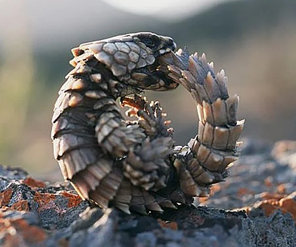 Uroboro Lucertola
